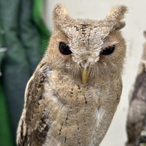 カラードオオコノハズクイメージ